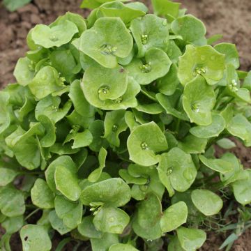 Winterportulak-Samen - Postelein