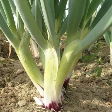 Zwiebelsamen, Winterzwiebel - Rote Lauchzwiebel