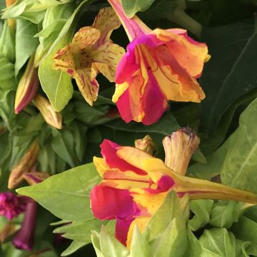 Wunderblumen-Samen - Bunt