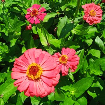Zinnien-Samen - rot - Salmon Queen