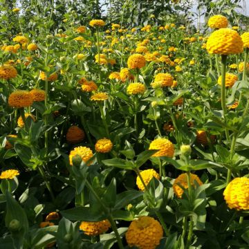 Zinnien-Samen - kanariengelb