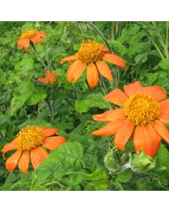 Mexikanische Sonnenblumen-Samen - Zierpflanze