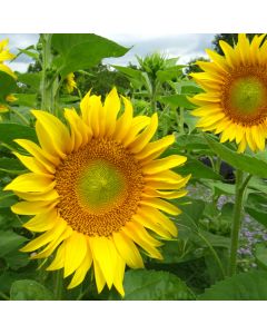 Sonnenblume gelb - Zierpflanze
