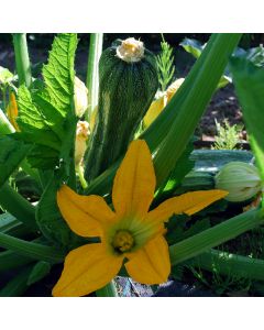 Zucchini-Samen - Costates Romanesco