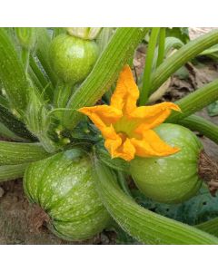 Zucchini-Samen, rund - Tondo chiaro di Nizza