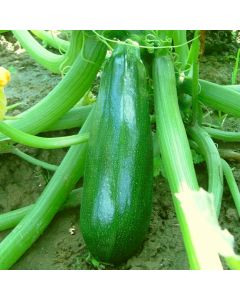 Zucchini-Samen - Zuboda