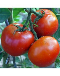 Tomate - Hellfrucht Frühstamm