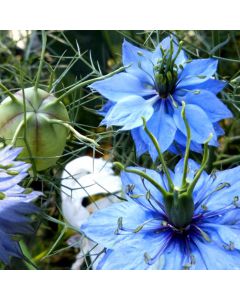Jungfer im Grünen-Samen - hellblau - Zierpflanze