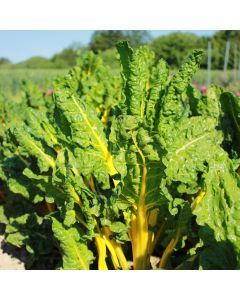 Mangold-Samen gelb - Bright Yellow