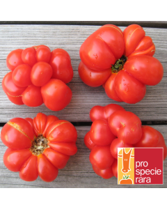Tomate - Reisetomate