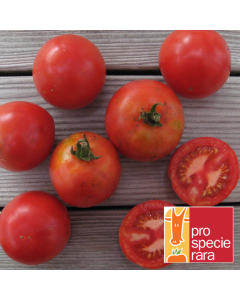 Tomate - Rheinlands Ruhm