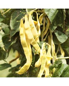 Stangenbohnen-Samen gelb - Goldfield