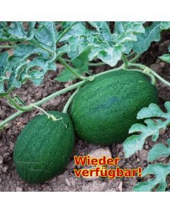 Wassermelonen-Samen - Sweet Siberian