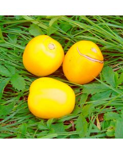 Tomate - Cerise gelb