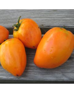 Fleischtomate - Ochsenherz Orange