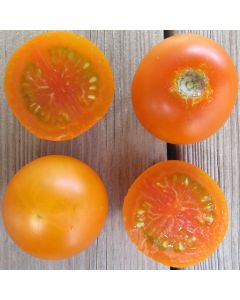 Tomate - Orange Favourite