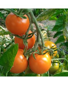Tomatensamen - Orange Favourite