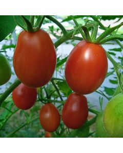 Tomatensamen - Russische Wintertomate