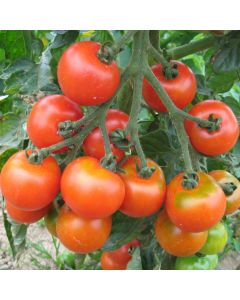 Samenset Tomaten Basic