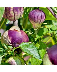 Tomatillo-Samen - Purple de Milpa