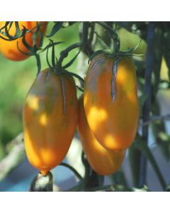 Tomate - Tschuchloma