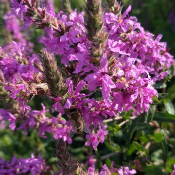 Blutweiderich-Samen