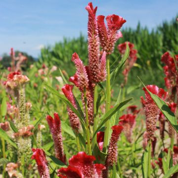 Celosia-Samen Hahnenkamm - Koralle
