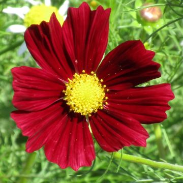 Cosmea-Samen - Rot