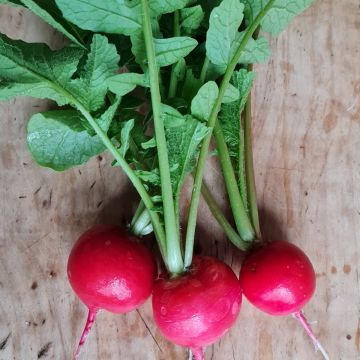 Radieschen-Samen - Cherry Belle
