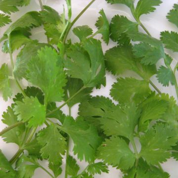 Koriander-Samen, Blatt- - Würzkraut