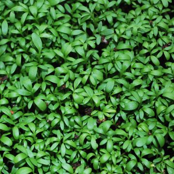 Kresse-Samen - Krause / Einfache 10g