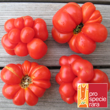 Tomatensamen - Reisetomate