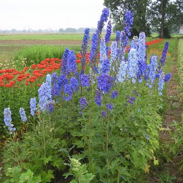 Staudenrittersporn-Samen - Blaue Töne