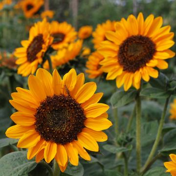 Sonnenblumen-Samen - Kleine Orange