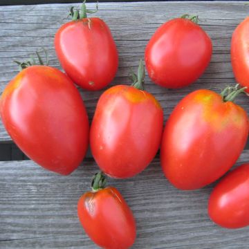 Tomatensamen - Amish Pasta
