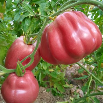 Fleischtomatensamen - Ancienne Provence