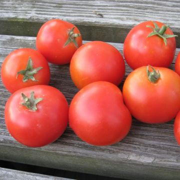 Tomatensamen (Busch-) - Balkonstar