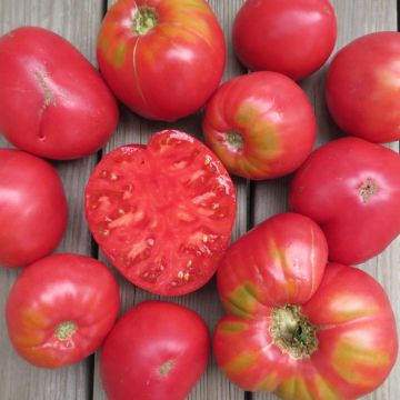 Fleischtomatensamen - Brandywine