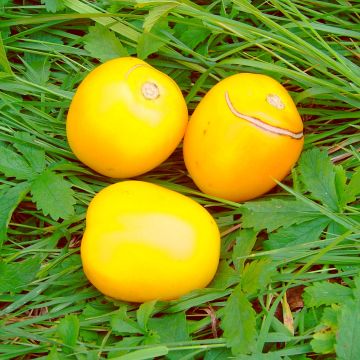 Tomatensamen - Cerise gelb