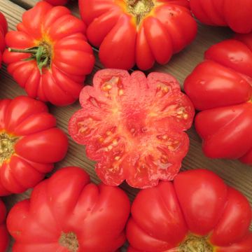Fleischtomatensamen - Hopi