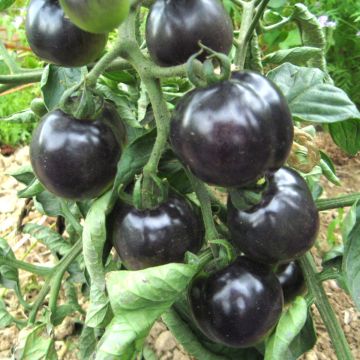 Tomatensamen - Indigo Rose