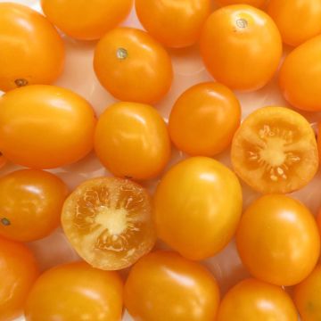 Cocktailtomatensamen - Yellow Cherry