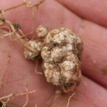 Rhizobien-Impfmittel für Erbsen