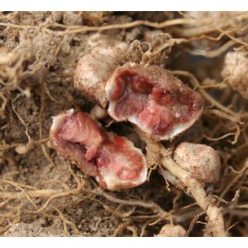 Rhizobien-Impfmittel für Sojabohnen