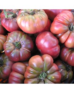 Fleischtomatensamen - Purple Calabash