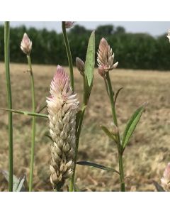 Celosia-Samen - natur