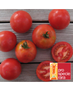 Tomatensamen - Rheinlands Ruhm