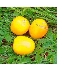 Tomatensamen - Cerise gelb