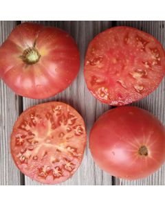 Fleischtomatensamen - G&eacute;ant d'Orenbourg
