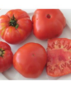 Fleischtomatensamen - Geante de T&eacute;zier